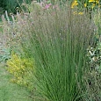 Молиния голубая Dauerstrahl