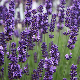 Лаванда узколистная Элеганс Пёпл