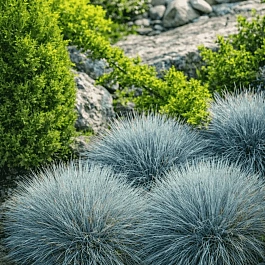 Овсяница сизая