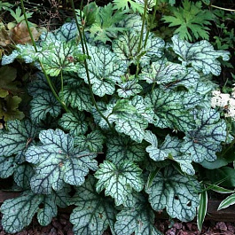 Гейхера гибридная Венус