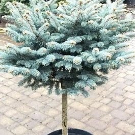 Ель колючая Glauca Globosa на штамбе 80-90см ТОЛЬКО САМОВЫВОЗ