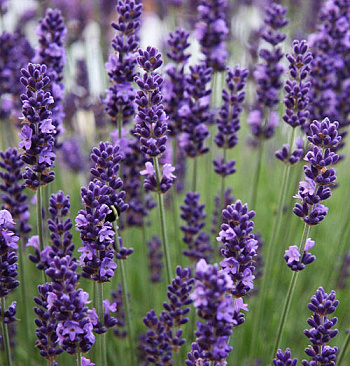 Лаванда узколистная Элеганс Пёпл