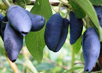 Жимолость съедобная Лебедушка