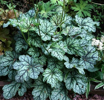 Гейхера гибридная Венус