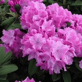 Рододендрон якушиманский Lumina