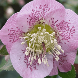 Морозник восточный Pretty Ellen Pink