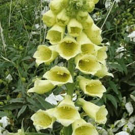 Наперстянка крупноцветковая Dwarf Carillon