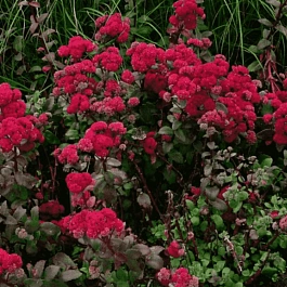 Очиток  телефиум Red Cauli