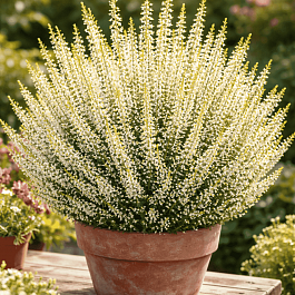 Вереск обыкновенный White Angie