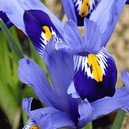 Ирис сетчатый Gordon