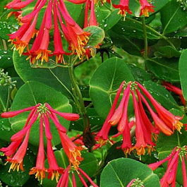 Жимолость Брауна Дропмор Скарлет