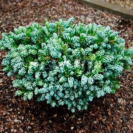 Пихта корейская Когоутс Айсбрекер