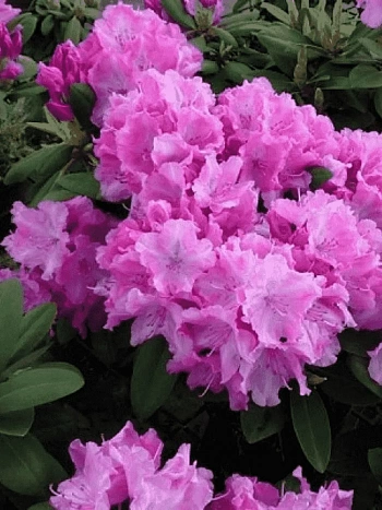 Рододендрон якушиманский Lumina