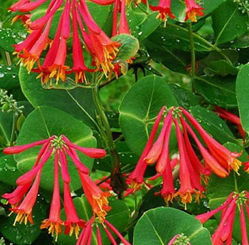 Жимолость Брауна Дропмор Скарлет