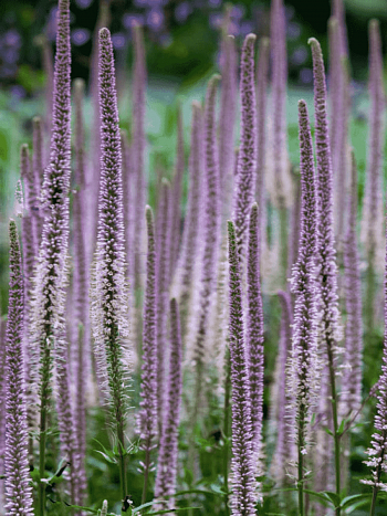 Вероникаструм виргинский Pink Glow