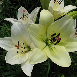 Лилия ЛА-гибрид Эрколано