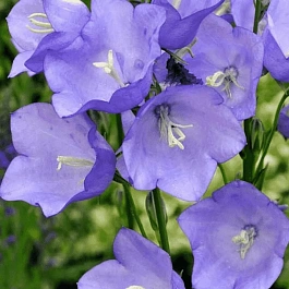 Колокольчик персиколистный Caerulea