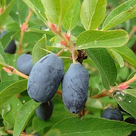 Жимолость съедобная Нимфа