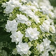 Гортензия крупнолистная Doppio Bianco