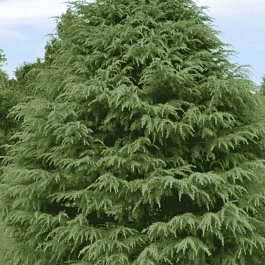 Кедр гималайский