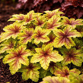 Гейхера Alabama sunrise