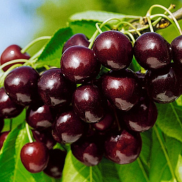 Черешня Бряночка Черешня Бряночка