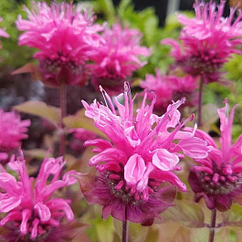 Монарда гибридная Крофтвэй Пинк