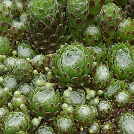 Молодило паутинистое