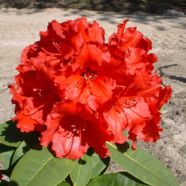 Рододендрон гибридный Ред Джек