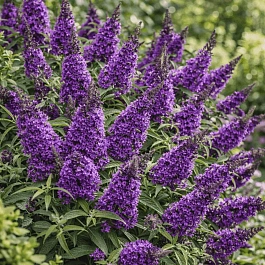 Буддлея давида  Butterfly Candy Little Lila