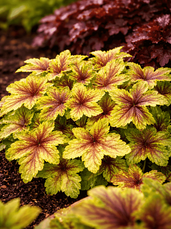 Гейхера Alabama sunrise