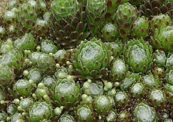 Молодило паутинистое