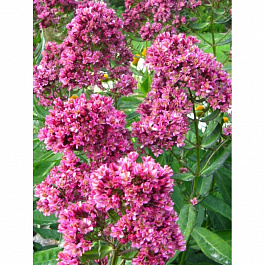 Флокс метельчатый Фэнси Филингс