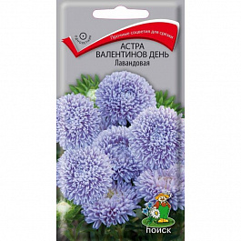 Астра Валентинов день Лавандовая