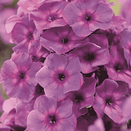 Флокс метельчатый Классика