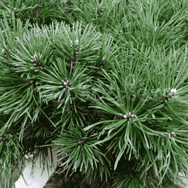 Сосна обыкновенная Frensham