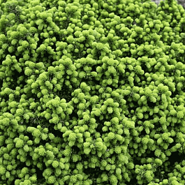 Ель канадская Little Gem