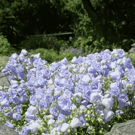 Колокольчик ложечницелистный Elizabeth Oliver