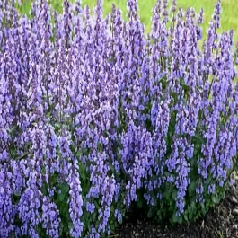 Котовник Nova Blue