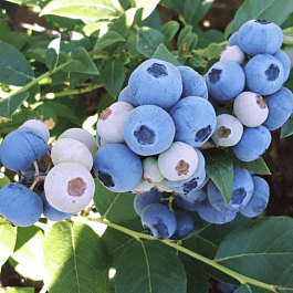 Голубика высокорослая Northland