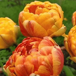 Тюльпан Double beauty of apeldoorn