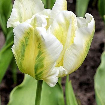 Тюльпан попугайный Пэррот Инзелл