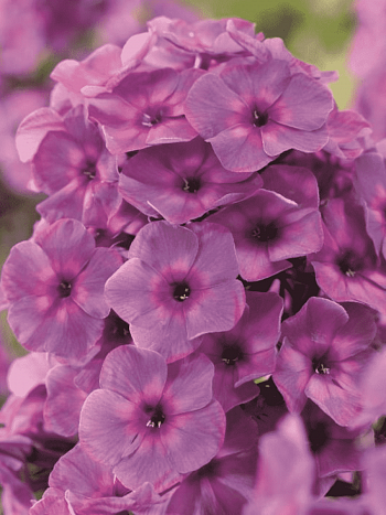 Флокс метельчатый Классика