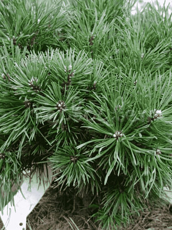 Сосна обыкновенная Frensham