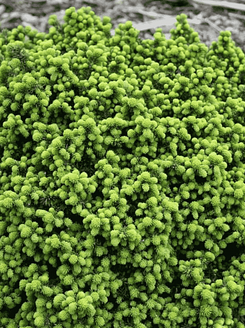 Ель канадская Little Gem