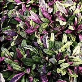 Живучка ползучая Dixie Chip