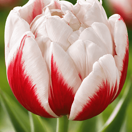 Тюльпан Махровый Horizon