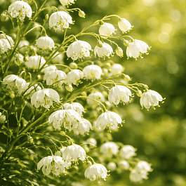 Василистник Splendide White