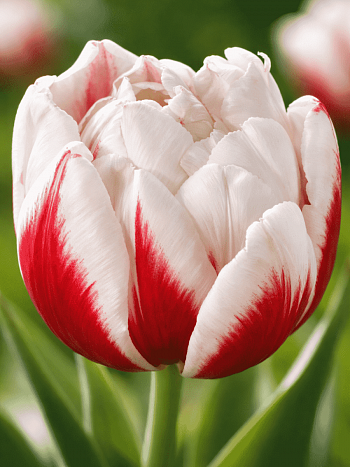 Тюльпан Махровый Horizon