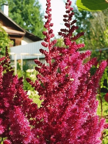 Астильба китайская Сardinal